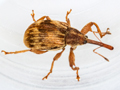 Furcipus rectirostris